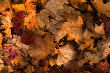 autumn leave