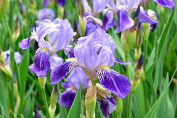 Iris blooming. Beautiful iris flowers close-up.