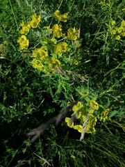 small yellow flowers on the footpath in the middle of summer