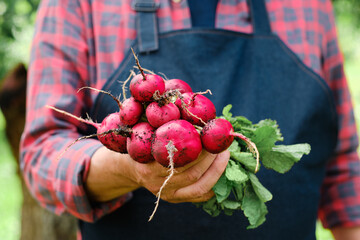 Farmers hands with freshly harvested organic vegetables. Horse radish - 367623062