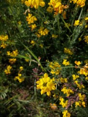 small yellow flowers on the footpath in the middle of summer