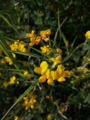 small yellow flowers on the footpath in the middle of summer