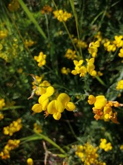 small yellow flowers on the footpath in the middle of summer