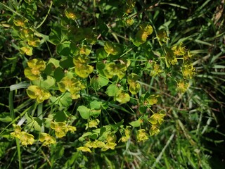 small yellow flowers on the footpath in the middle of summer