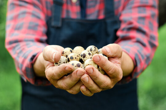 Fresh organic quail eggs in farmers hands