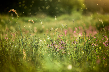Fototapeta Letnia łąka w świetle słońca obraz