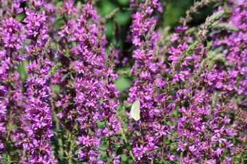 Small white butterfly on a purple flower.