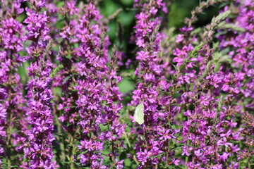 Obraz na płótnie Canvas Small white butterfly on a purple flower.