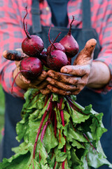 Bunch of Beetroot harvest in farmer hands - 367623221