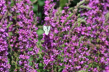 Fototapeta premium Small white butterfly on a purple flower.