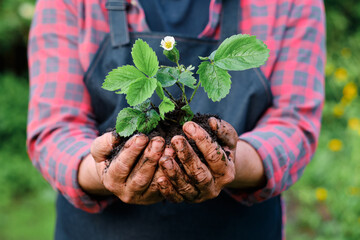 farmer hands holding a planted strawberry sprout - 367623265