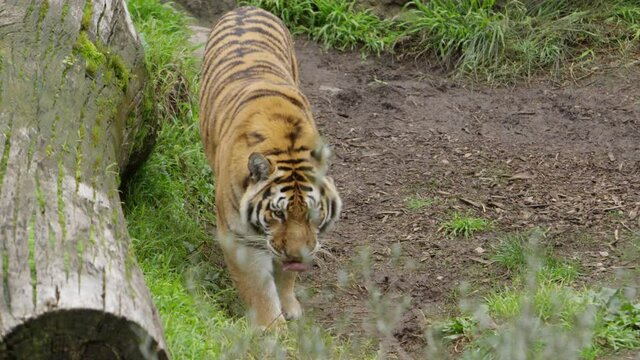 tiger walking along downed tree slow motion