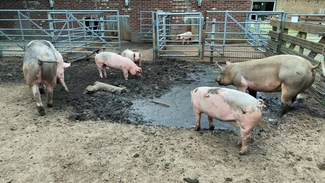 Domestic pigs. Pigs on a farm in the village. Swine covered in mud 