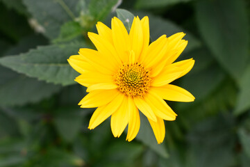 Yellow flower growing in a flower bed