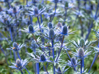 Flowers and bracts of sea holly, Eryngium x zabelii variety Big Blue