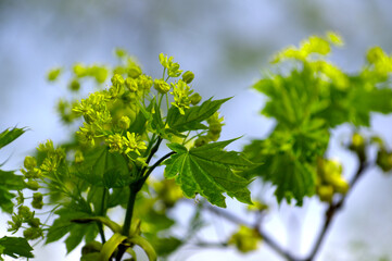 Fototapeta premium green flowering maple tree with leaves