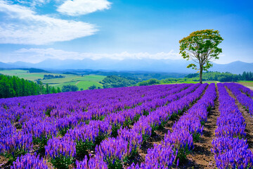 紫の花畑と青空