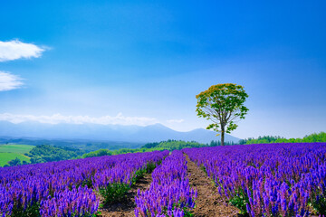 紫の花畑と青空