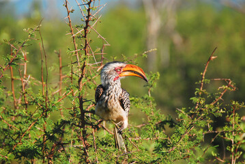 Africa- Close Up of a Yellow Billed Hornbill in South Africa © Sherry