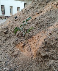 particles of sand