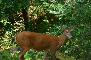 Obraz premium Beautiful doe close-up.