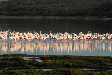 Africa- Beautifully Reflected Flamingos