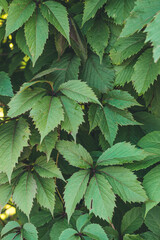 Maiden grape leaves close up. Natural background.Selective focus with shallow depth of field