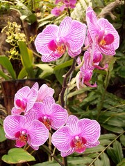 Teneriffa Orchideen Loro Park