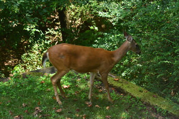 Beautiful doe close-up.