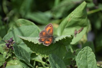 Gatekeeper or hedge brown is most commonly found in southern and eastern Britain coastal areas of south and south east Ireland Also found in the Channel Islands but not in Scotland nor the Isle of Man
