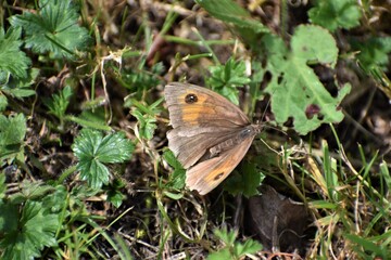 A female meadow brown butterfly occurs in UK parks gardens cemeteries in summer Upperside with black ocellus centred white at the apex It flies even in dull weather when other butterflies are inactive