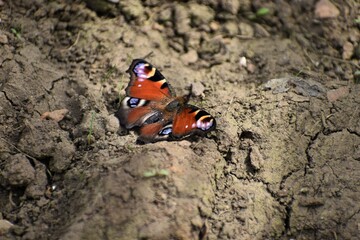 These butterflies are often seen feeding on buddleia nectar. Peacock eye spots pattern evolved to startle predators making it easily recognised species Its dark wing undersides appear like dead leaves