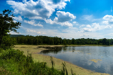 Summer Lake Algae Day