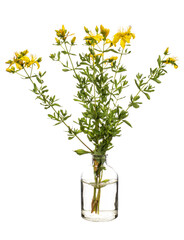Hypericum (St. John's wort or goatweed.) in a glass vessel on a white background