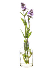 Prunella vulgaris (common self-heal or heal-all) in a glass vessel on a white background
