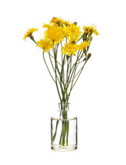 Hypochaeris (cat's ear) in a glass vessel on a white background