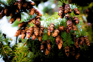 Obraz premium Colour nature photograph of a pine tree during the first snow of the winter in Kingston, Ontario Canada.