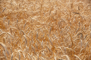 yellow wheat field with ripe ears on a Sunny day