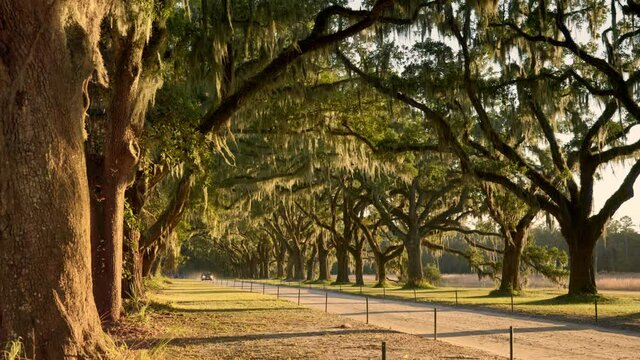 Live oaks and Spanish moss along a dirt road