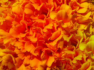Bright orange background of the petals of a flower of marigold, shot closeup with selective focus in the center of the bud of the plant.