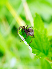 spider on a leaf