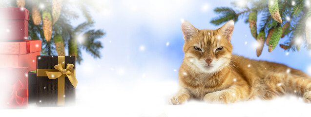 2021 Happy New. Postcard. Year of the steel bull. By horoscope I am. 2021 Christmas. A branch of a Christmas tree, gifts and a ginger cat. Snow. Copyspace