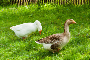 A white goose with a motley goose walks and nibbles green grass near the fence on the farm. A pair...