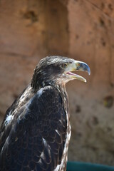 ÁGUILA CALVA