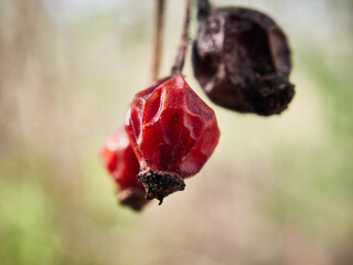 close up of pomegranate