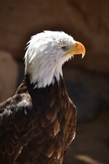 ÁGUILA CALVA