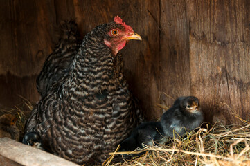 A speckled hen next to small chickens sit in a nest on a straw near a wooden wall.