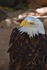 ÁGUILA CALVA