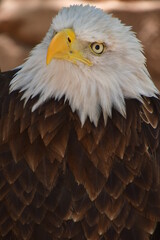 ÁGUILA CALVA
