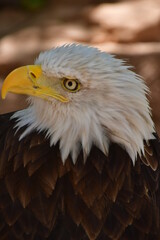 ÁGUILA CALVA